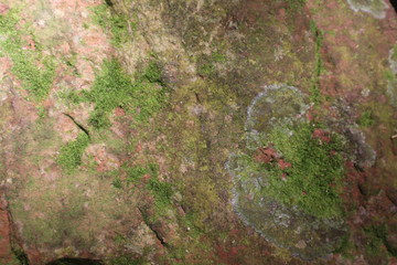 moss on tree