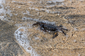 Crab on Beach