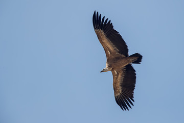 Griffon Vulture Flying