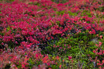 Icelandic Fall colors up close