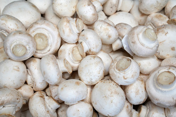 fresh mushrooms for food texture