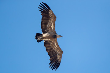 Griffon Vulture Flying