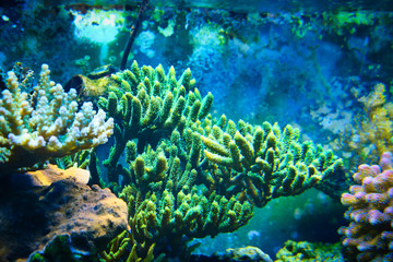 Corallo © Francesco