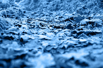 Abstract autumn background, frozen leaves of oak.