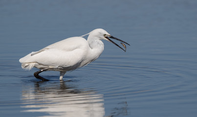 Little Egret Fishing