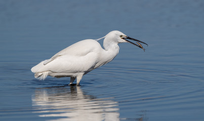 Little Egret Fishing