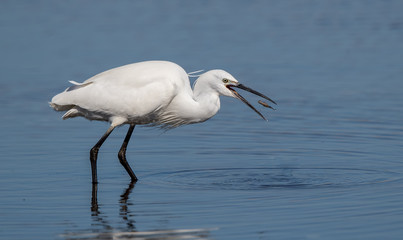 Obraz premium Little Egret Fishing