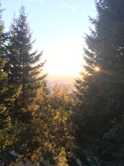 Forêt noire
