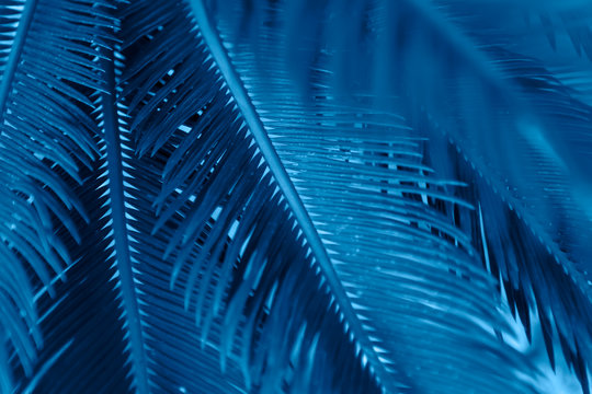 palm tree leaves background toned color of the year 2020 clssic blue