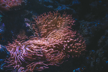 Naklejka na ściany i meble Coral-reef