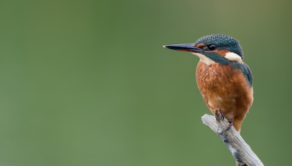 Kingfisher On Perch