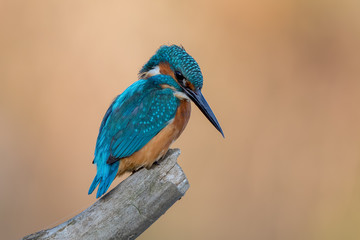 Kingfisher On Perch