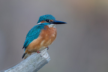 Fototapeta premium Zimorodek Na Okoń