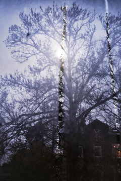 Albero spoglio attraverso finestra con condensa