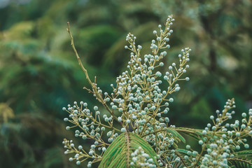 Nature in Rio de Janeiro