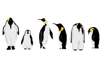 Simple white black penguin character.Vector illustration character doodle cartoon © piixypeach