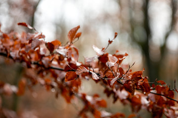 Zweige mit herbstlich braunen Blättern