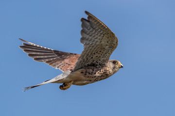 Kestrel Flying
