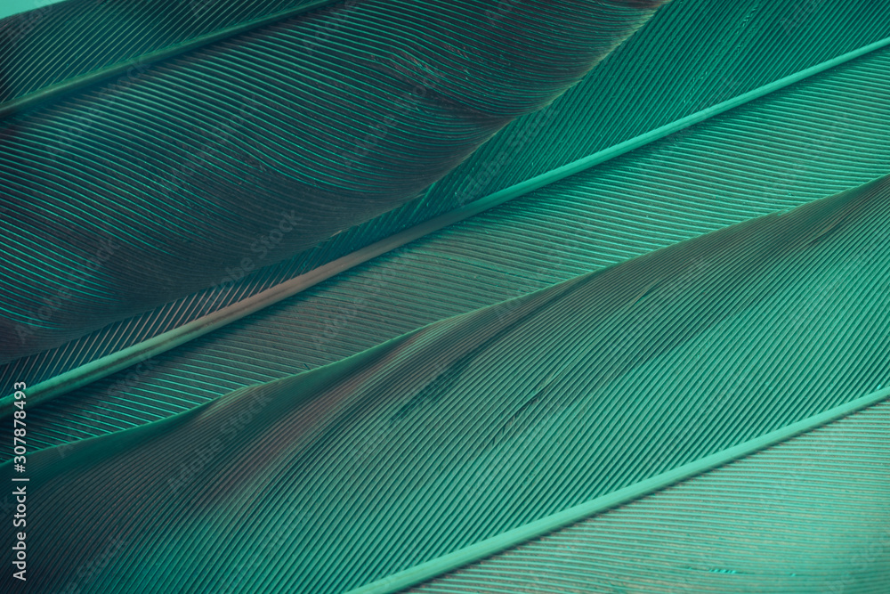 Poster close up beautiful aqua menthe bird feather background texture. macro photography view.