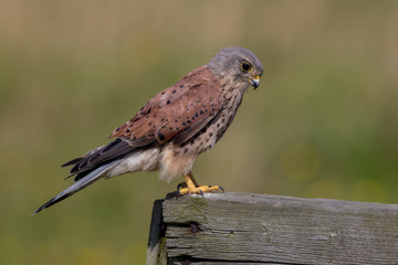 Kestrel Perched on Wooden Post