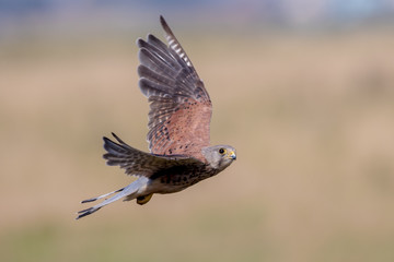 Kestrel Flying