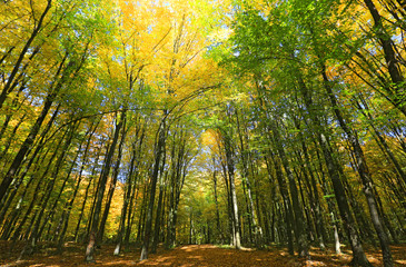 Fototapeta na wymiar Tall trees in autumn forest
