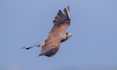 Kestrel Flying