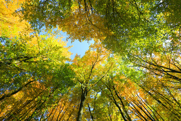 tall autumn trees in forest
