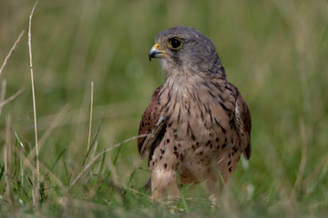 Kestrel in the Grass