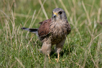 Kestrel in the Grass