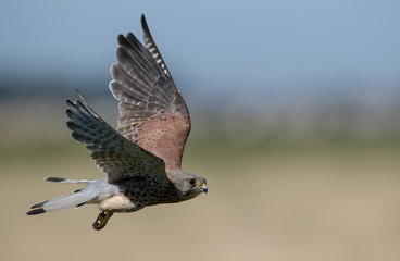 Kestrel Flying