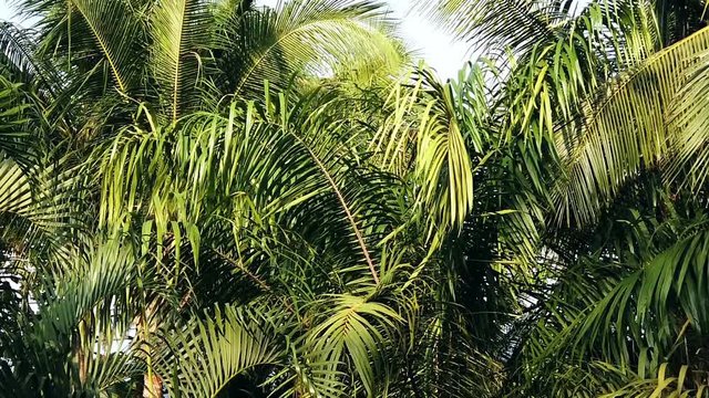 Coconut palm trees to the Sky Philippines