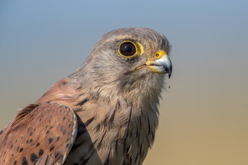Kestrel Portrait