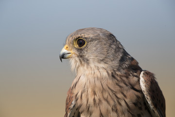 Kestrel Portrait