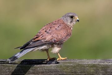 Kestrel Perched on Wooden Post