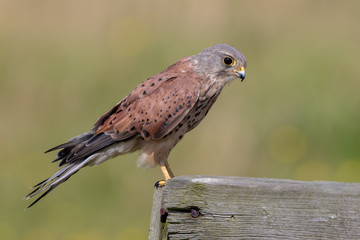 Kestrel Perched on Wooden Post