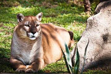 Pantera recostada en el zoologico  © JJAF