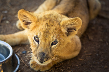 Obraz premium Hermoso león 