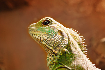 Wasseragame als Portrait, Makro