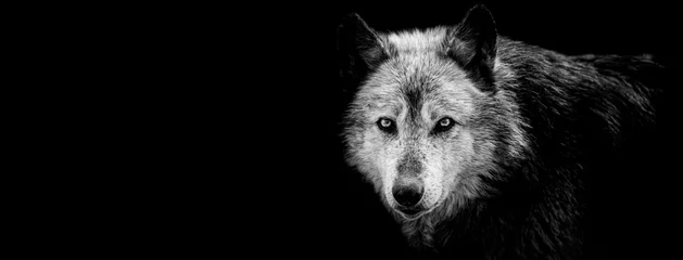 Foto op Canvas Zwarte wolf met een zwarte achtergrond © AB Photography