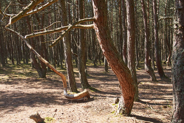Dancing forest on the Curonian spit.