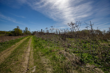 the country road has grown in the hall and along its edges there are hogweeds that are withered dry but form a croast with blue skies