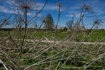 landscape in the north of Latvia with Hogweed is like a weed that grows in all places along the edges of uncultivated fields, but they still look beautiful