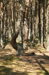 Dancing forest on the Curonian spit.