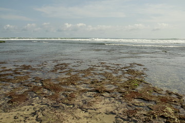 The beach with thin waves on the horizon and foreground coral reefs.