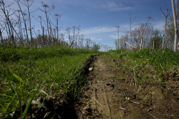 Groove entered by the tractor, overgrown with green grass and moss where large dried hogweeds can be seen along the edges