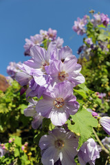Purple blossom against a blue sky