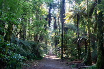 Obraz premium Path between tree ferns in redwood forest near Rotorua in New Zealand