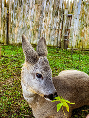 deer on a deer farm in the village