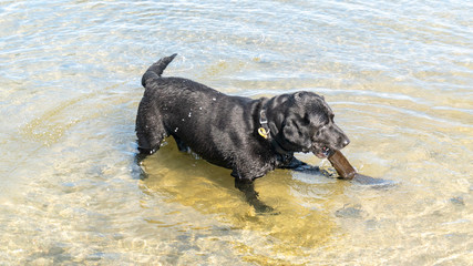 Black dog playing with tree branch in Lake Rotorua, Bay of Plenty, New Zealand